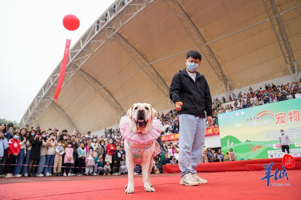 视频1500多名宠主携宠参加宠物嘉年华在华农举行