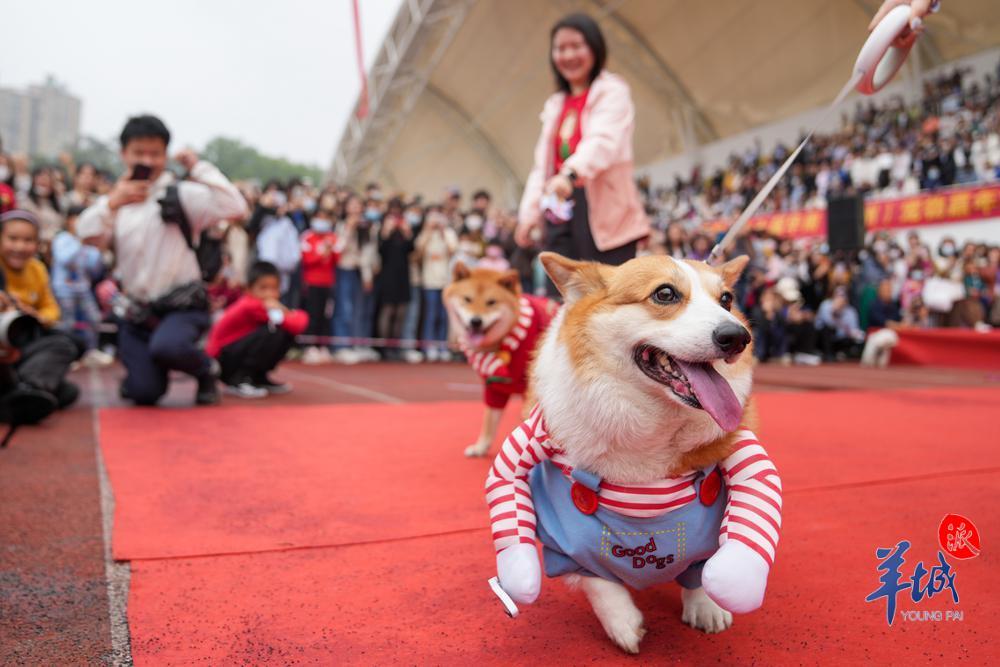 视频1500多名宠主携宠参加宠物嘉年华在华农举行
