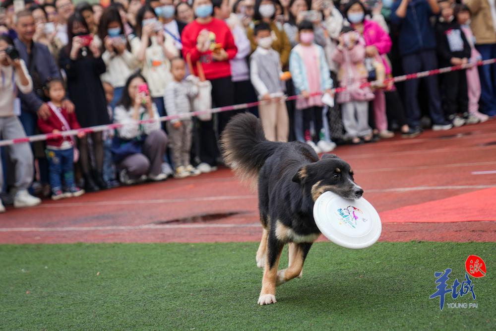 视频1500多名宠主携宠参加宠物嘉年华在华农举行