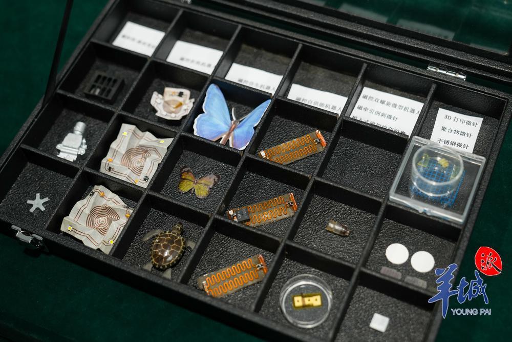 中山大学深圳校区生物医学工程学院研发的磁控机器人 羊城晚报记者 梁喻 摄.jpg