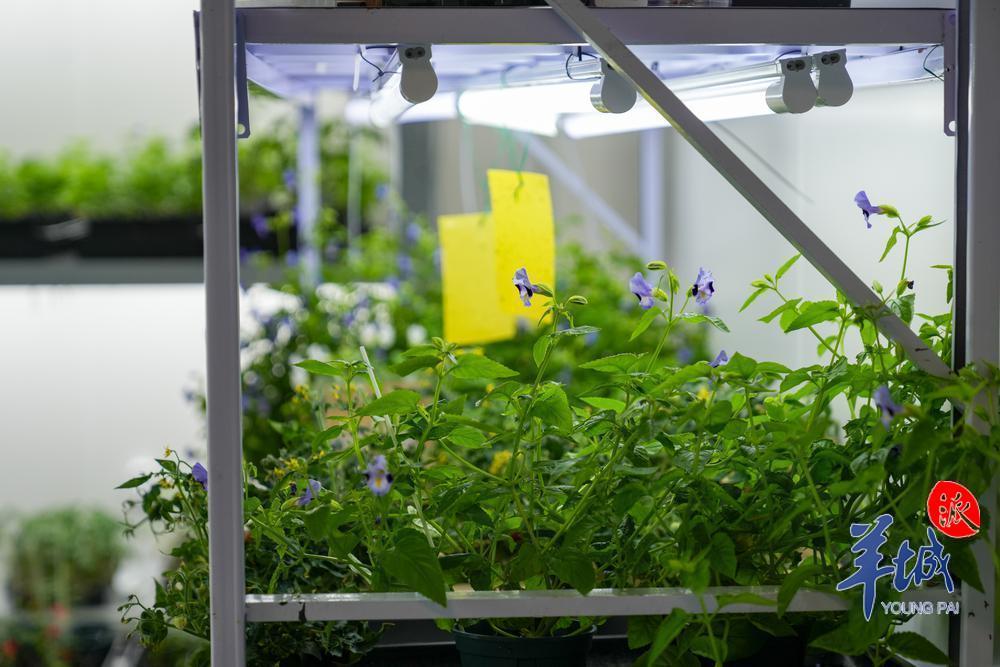 中山大学深圳校区农学院的AI育种实验室植物房 羊城晚报记者 梁喻 摄.jpg