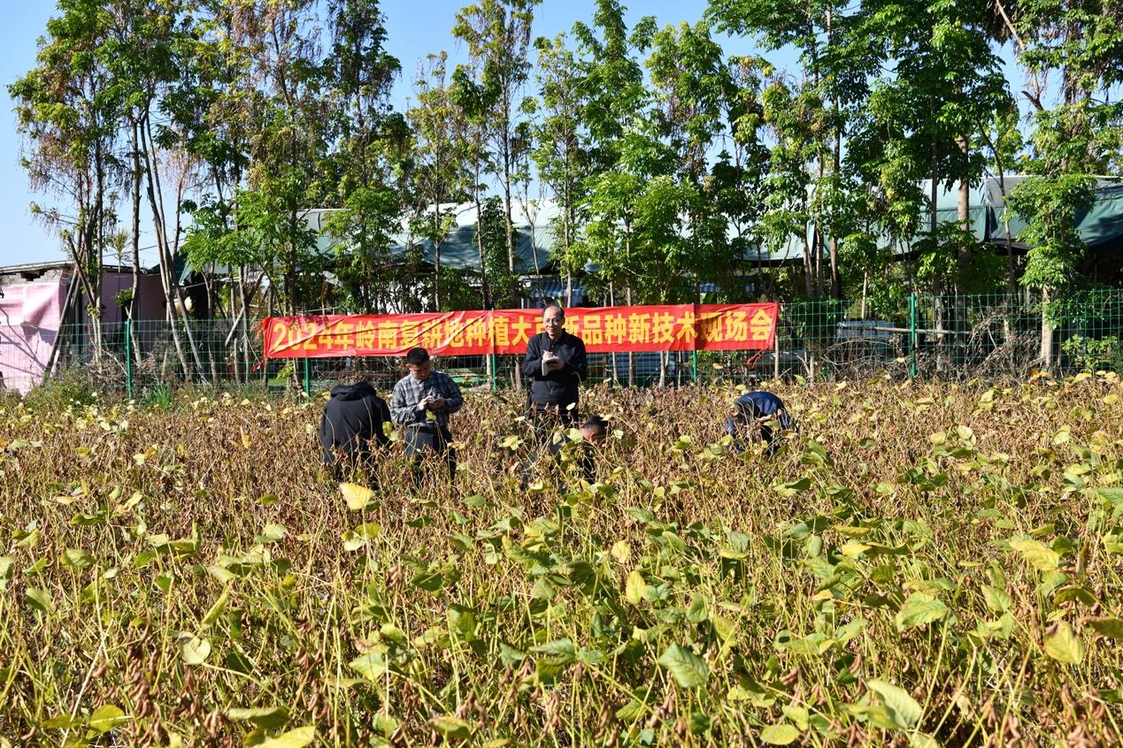 必赢撂荒地变高产田华农助力佛山南海复耕地实现大豆高产种植(图2)