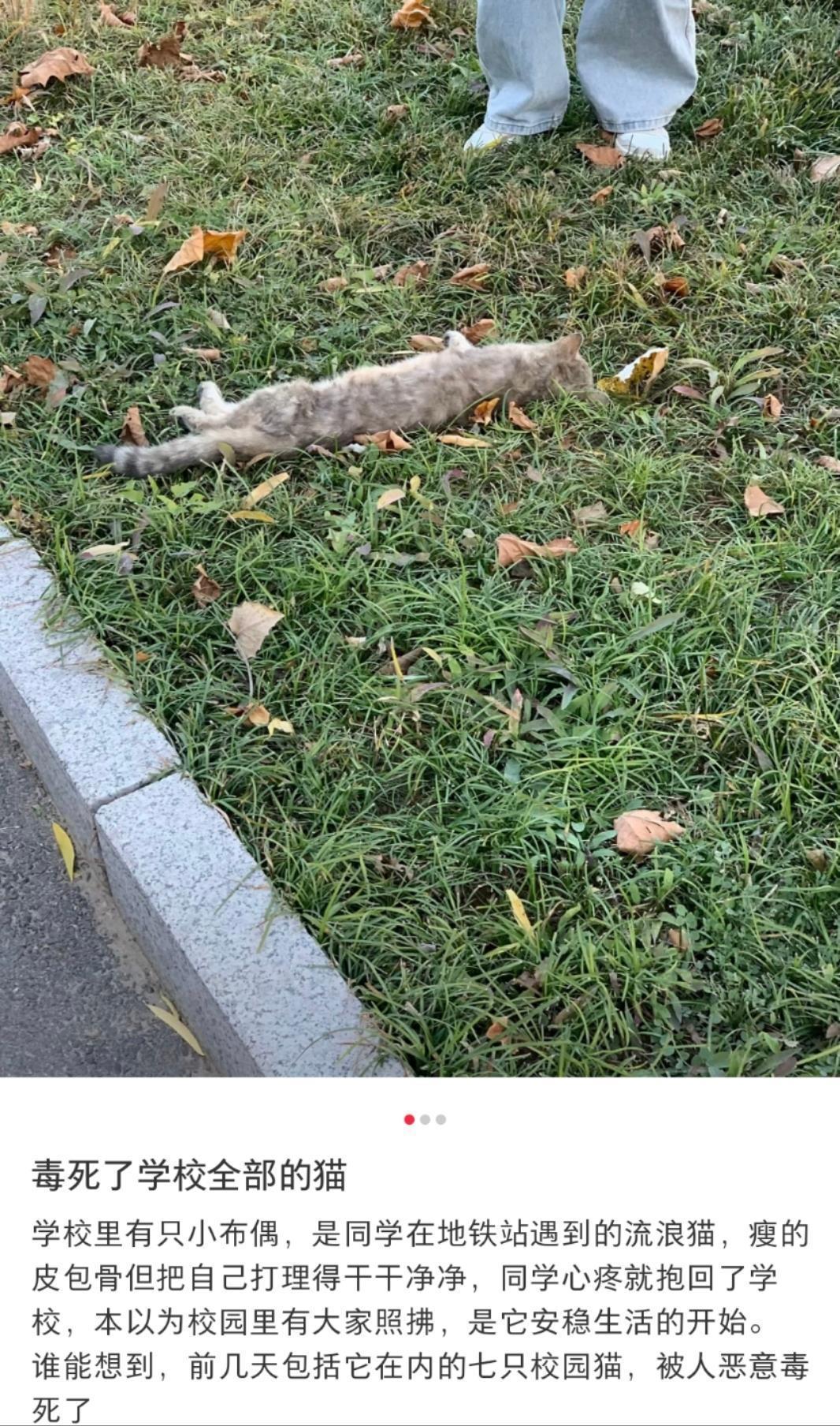 网友称石家庄一高校流浪猫疑似遭“投毒”身亡，校方否认：猫有外力伤，正调查并征集相关线索-上淘有品虚拟资源下载