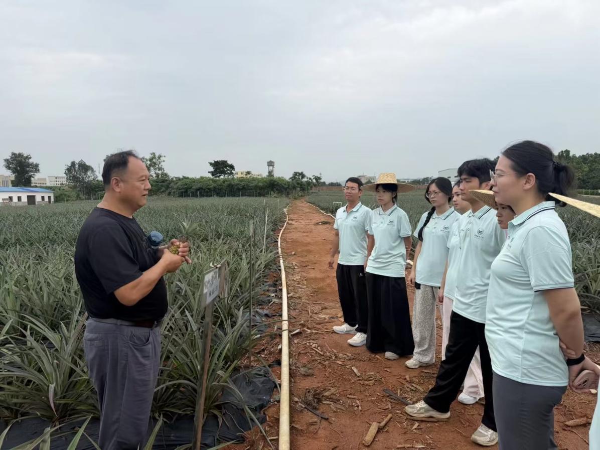 红土地走出新农人广东农工商突击队科技助航“菠萝的海”(图3)